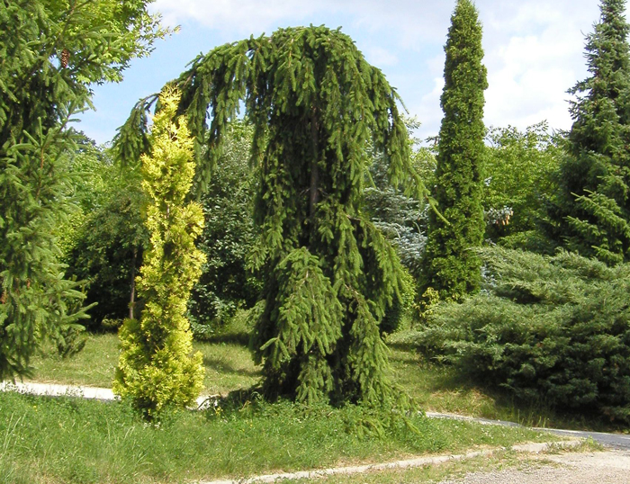 Zahrada v květnu